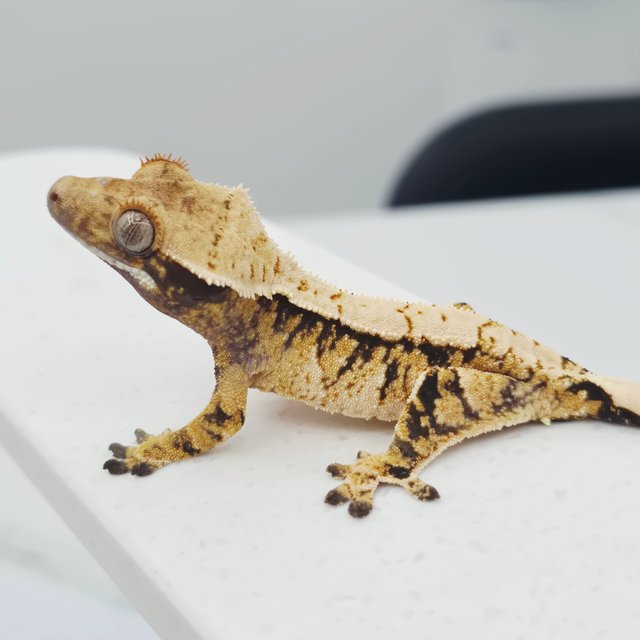 노멀 트라이 텐저린