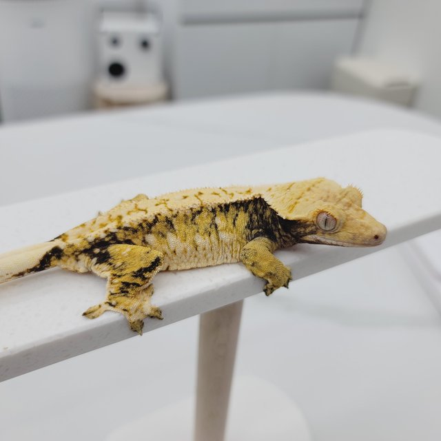 노멀 트라이 화이트스팟 텐저린