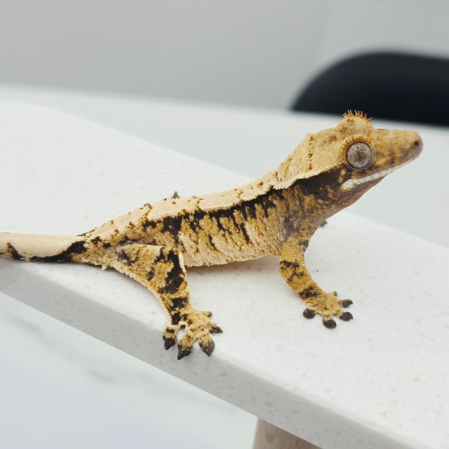 노멀 트라이 텐저린