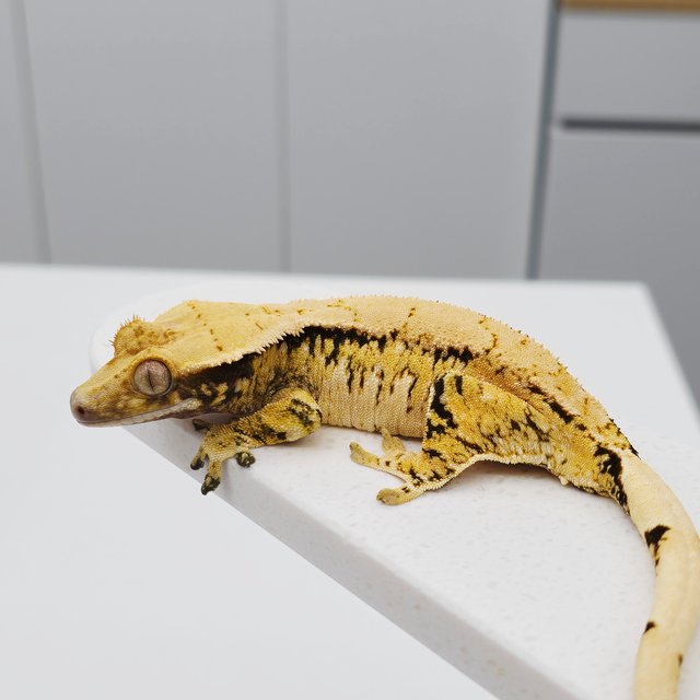 노멀 트라이 드리피 화이트스팟 텐저린