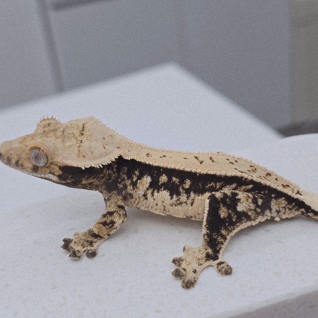 노멀 트라이 풀핀 화이트스팟 쿼드