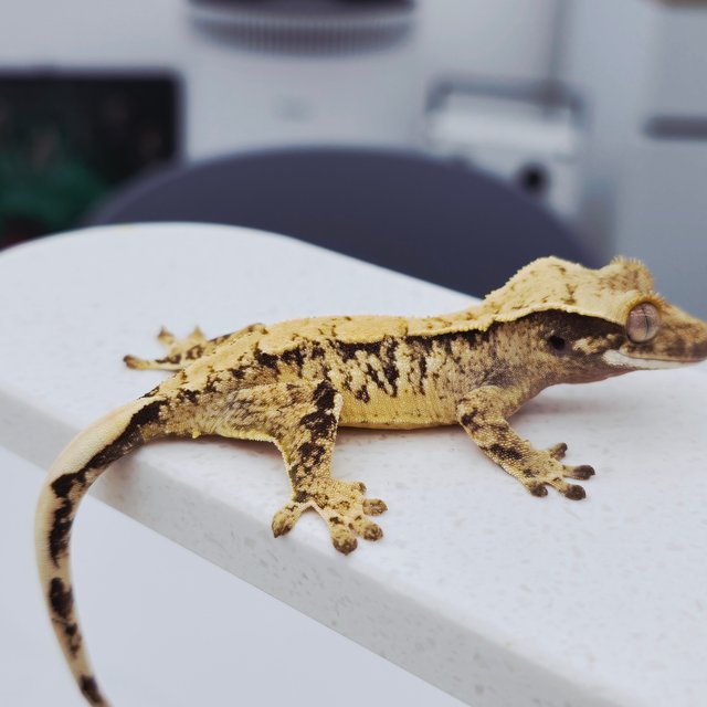 노멀 트라이 드리피