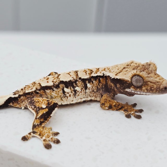 노멀 트라이 화이트스팟 화이트크라운 텐저린