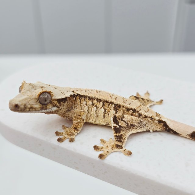 노멀 트라이 화이트스팟