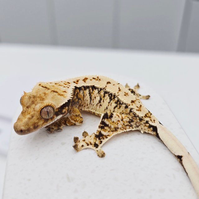 노멀 트라이 드리피 화이트스팟 텐저린