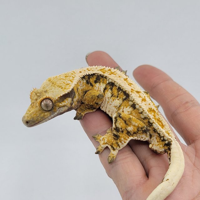 노멀 트라이 드리피 레이지 텐저린 화이트스팟