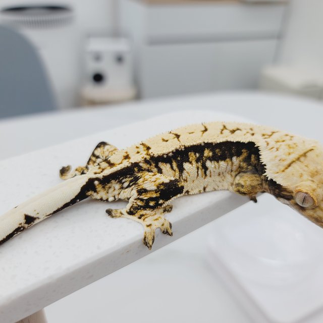 노멀 트라이 화이트스팟 텐저린