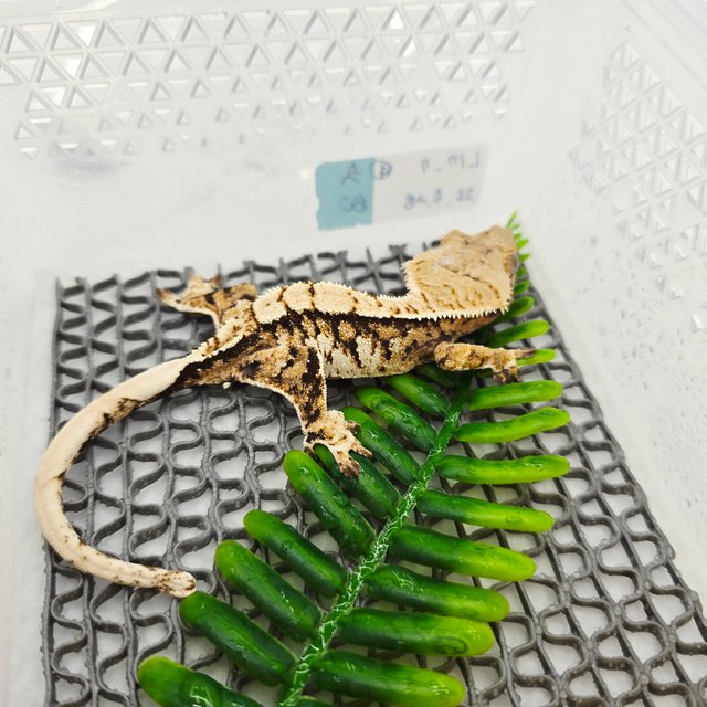 노멀 트라이 텐저린