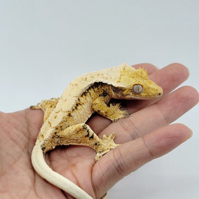 노멀 트라이 드리피 화이트스팟