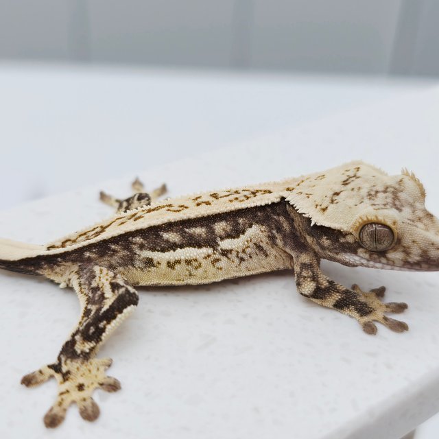 노멀 풀핀 쿼드 화이트스팟 트라이