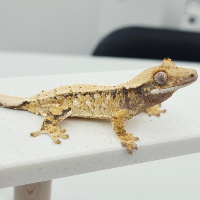 노멀 트라이 드리피 화이트스팟 텐저린