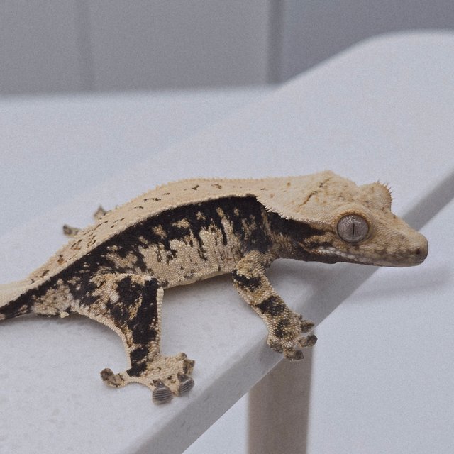 노멀 트라이 풀핀 화이트스팟 쿼드