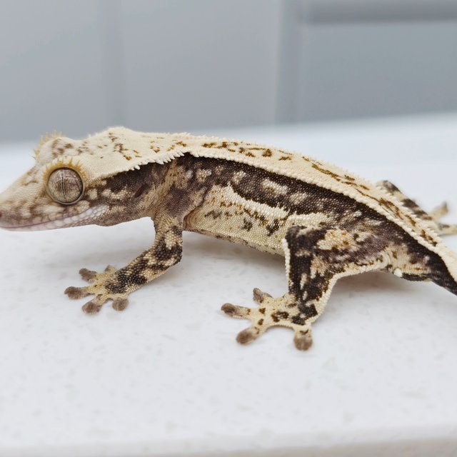 노멀 풀핀 쿼드 화이트스팟 트라이