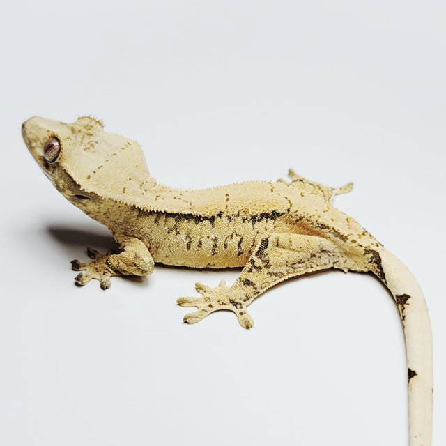 노멀 트라이 드리피 화이트스팟 텐저린