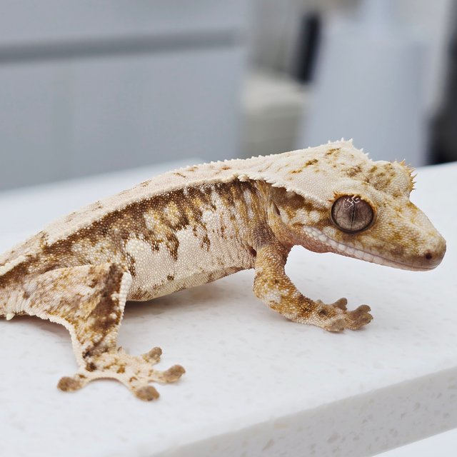 노멀 트라이 쿼드 텐저린 화이트스팟 드리피