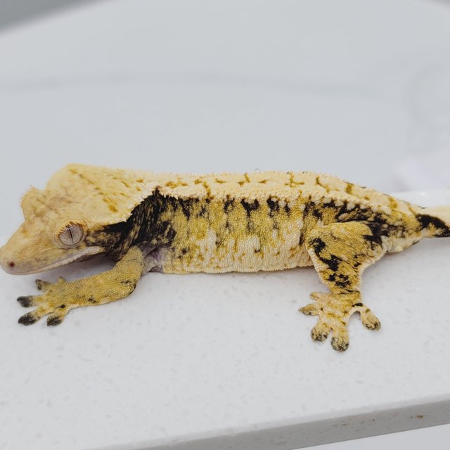 노멀 트라이 드리피 화이트스팟 텐저린