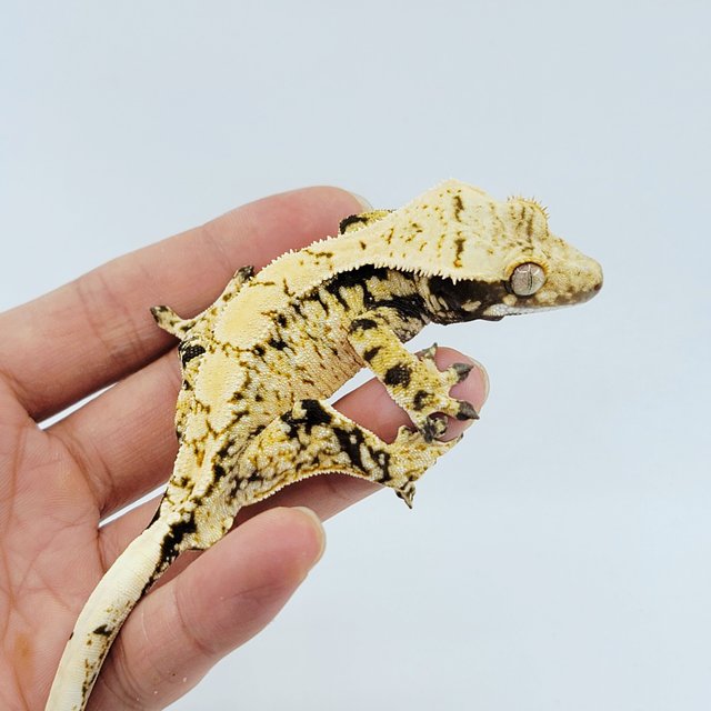 노멀 트라이 화이트스팟 드리피