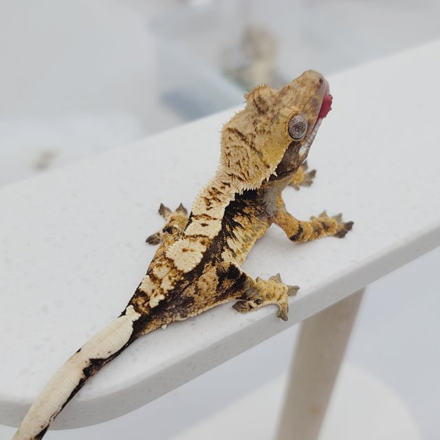 노멀 트라이 텐저린