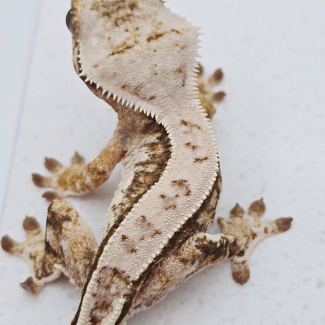 노멀 트라이 쿼드 텐저린 화이트스팟 드리피