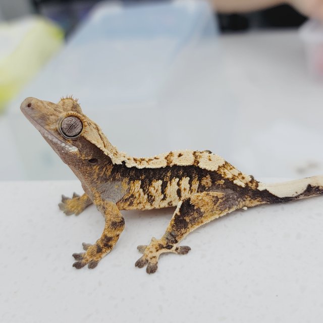 노멀 트라이 텐저린