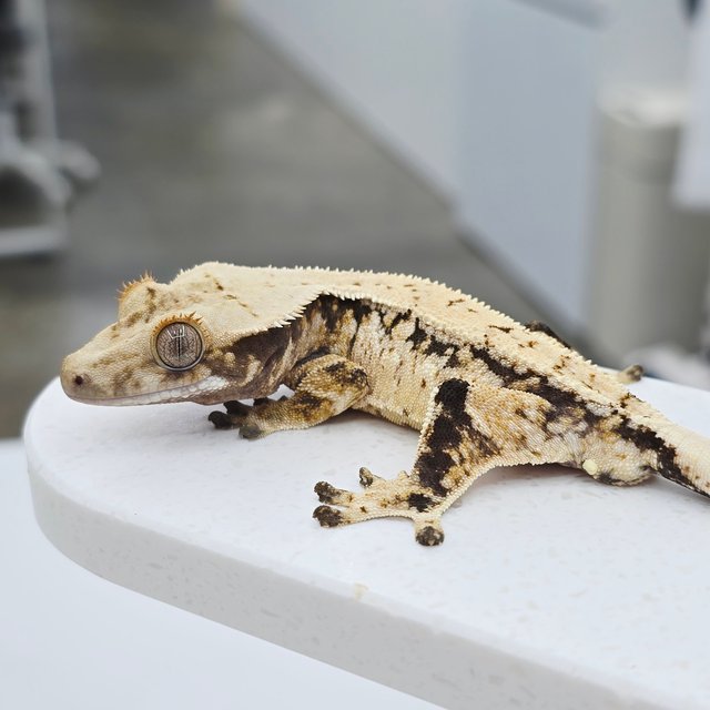 노멀 드리피 트라이 화이트스팟 텐저린