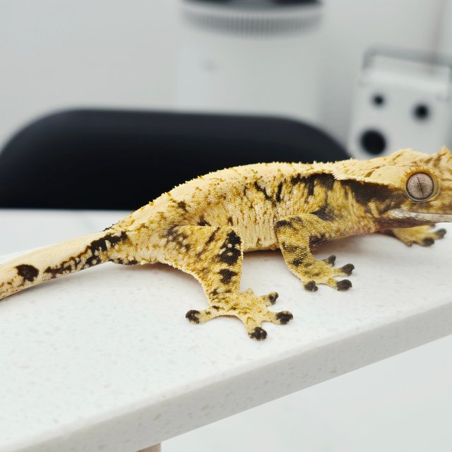 노멀 트라이 드리피 화이트스팟