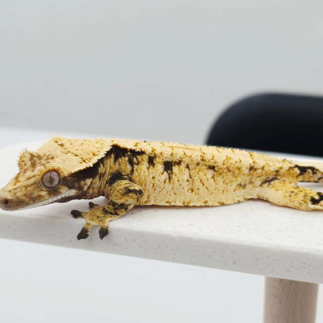 노멀 트라이 드리피 화이트스팟