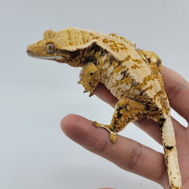 노멀 트라이 드리피 화이트스팟 텐저린