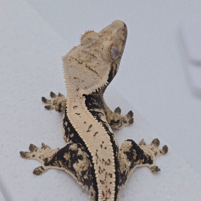 노멀 트라이 풀핀 화이트스팟 쿼드