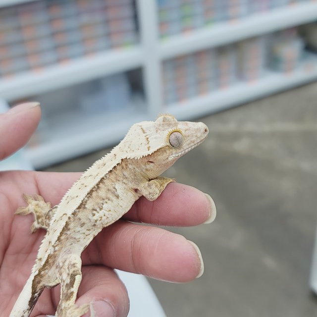 크림시클 드리피