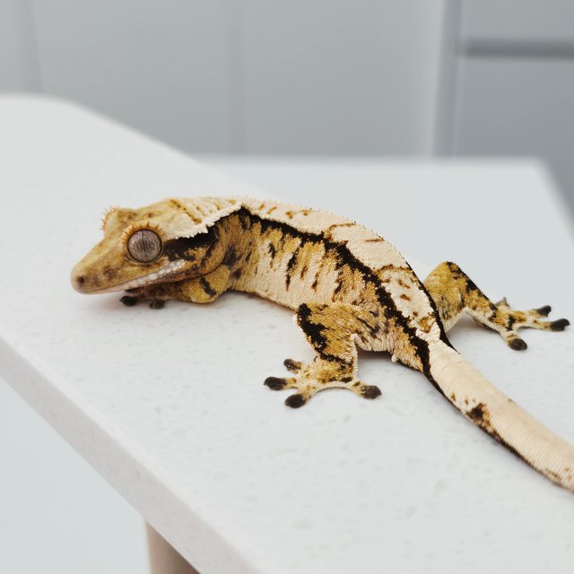 노멀 트라이 텐저린 화이트스팟