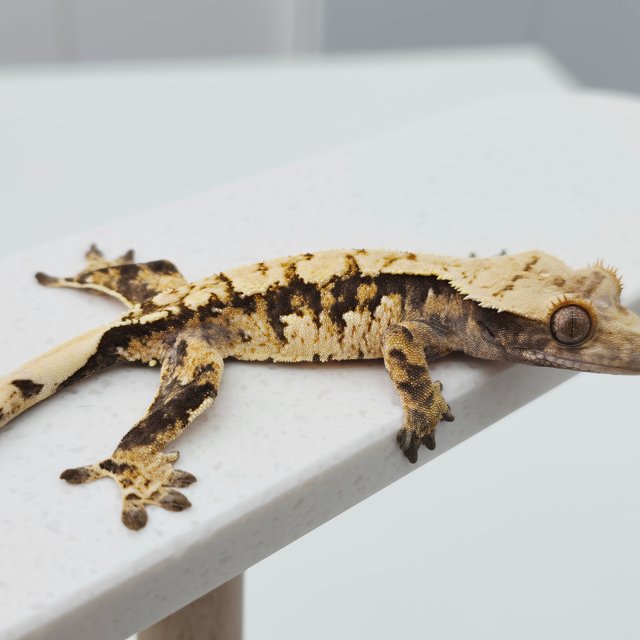 노멀 트라이 텐저린 화이트스팟