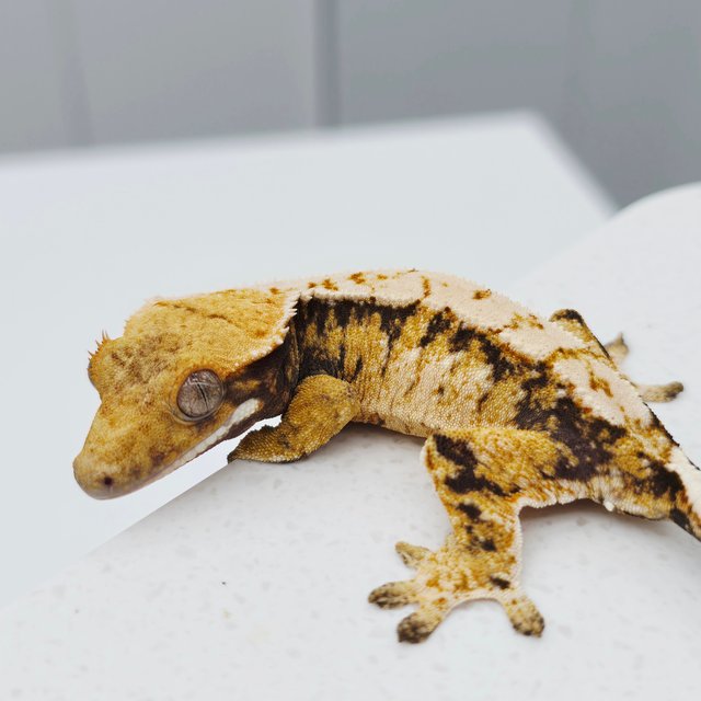 노멀 트라이 화이트스팟 텐저린 드리피