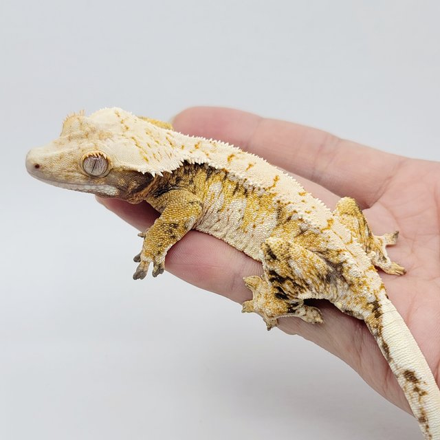 노멀 트라이 드리피 화이트스팟 텐저린