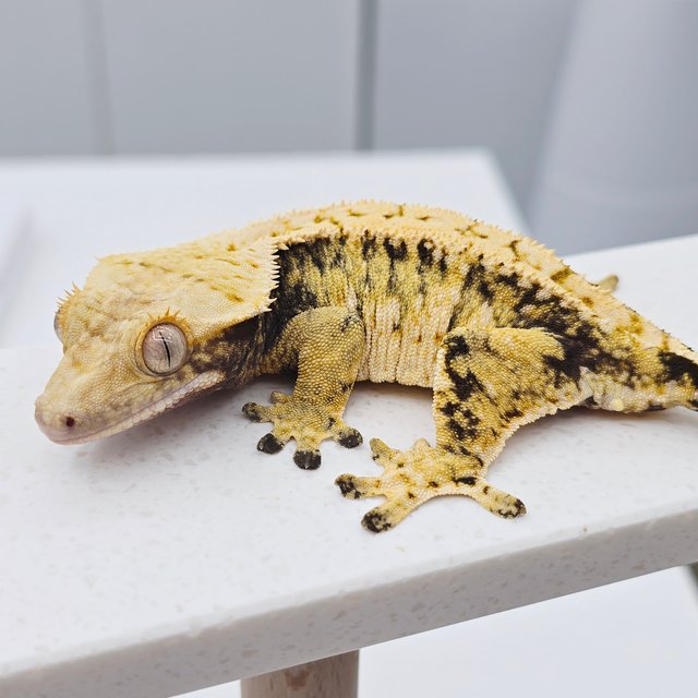 노멀 트라이 드리피 화이트스팟 텐저린