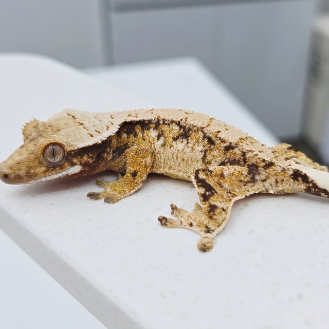 노멀 트라이 드리피 화이트스팟 텐저린