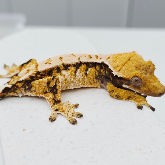 노멀 트라이 화이트스팟 텐저린 드리피