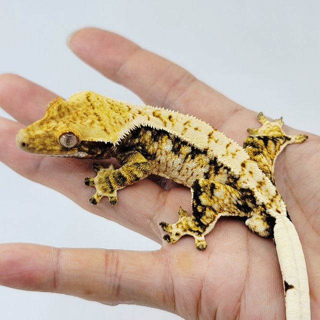 노멀 트라이 텐저린 화이트스팟 드리피