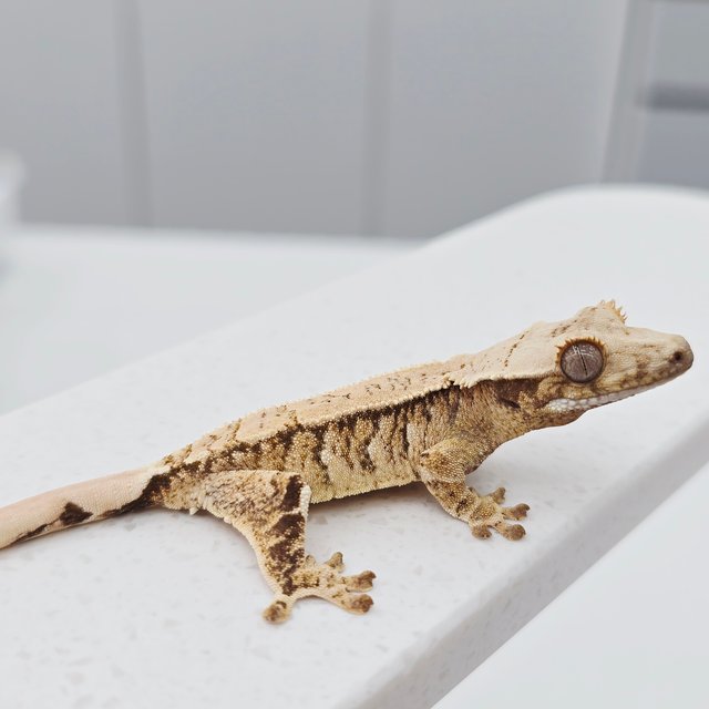 노멀 트라이 화이트스팟