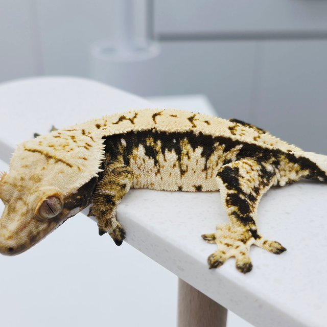 노멀 트라이 화이트스팟 텐저린