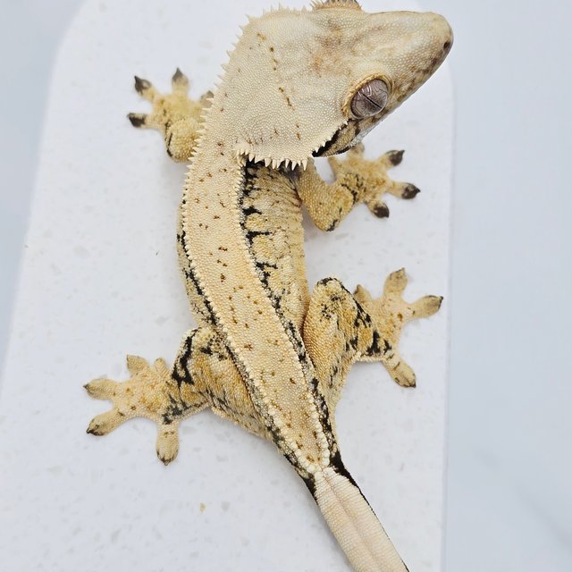 노멀 트라이 드리피 풀핀 화이트스팟 텐저린