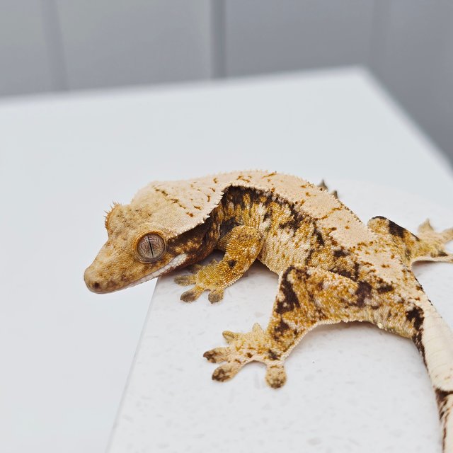 노멀 트라이 드리피 화이트스팟 텐저린