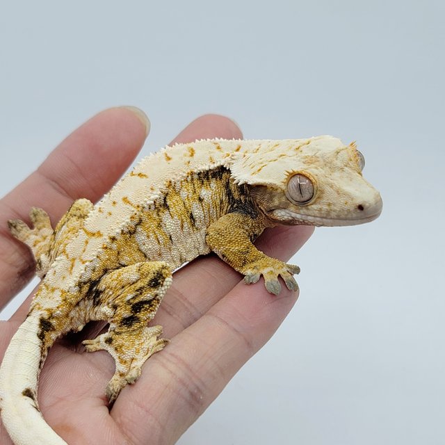 노멀 트라이 드리피 화이트스팟 텐저린