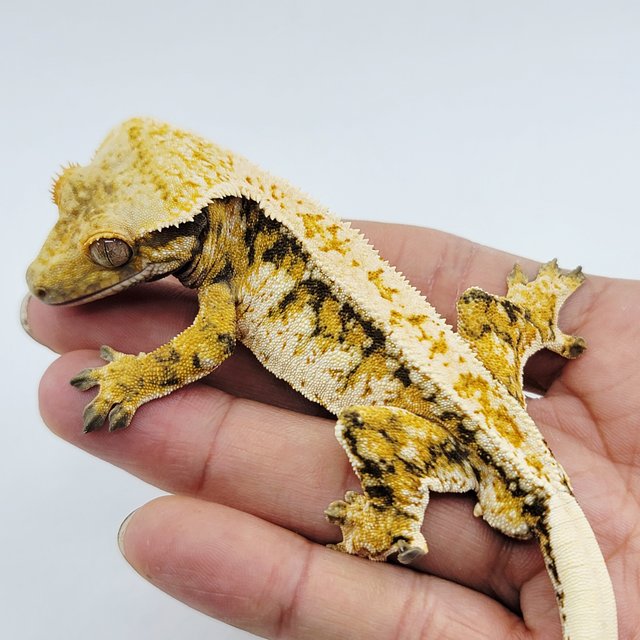 노멀 트라이 드리피 레이지 텐저린 화이트스팟