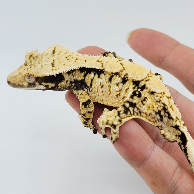 노멀 트라이 화이트스팟 드리피