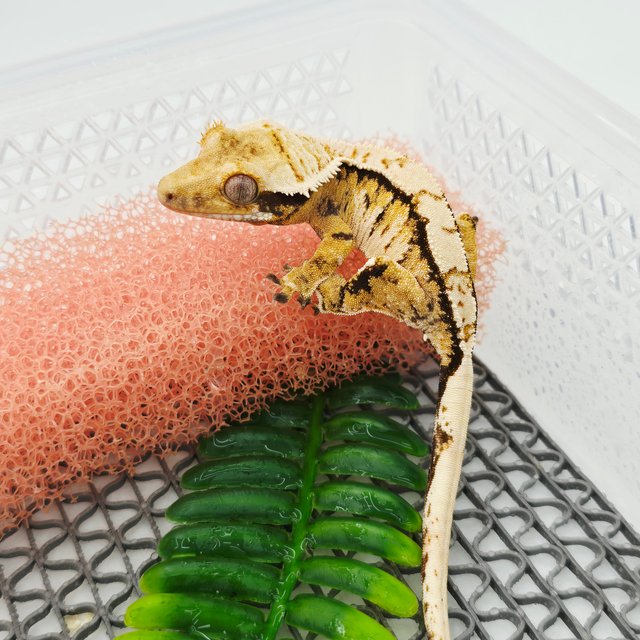 노멀 트라이 텐저린 화이트스팟