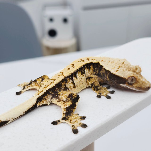 노멀 트라이 풀핀 드리피 화이트스팟 텐저린