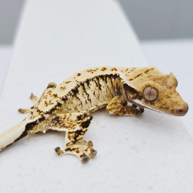 노멀 트라이 드리피 화이트스팟 텐저린