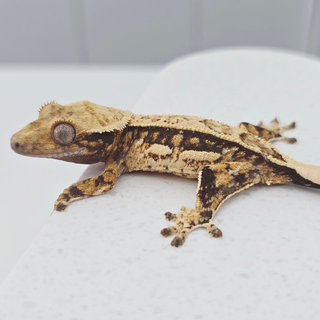 노멀 트라이 쿼드 텐저린