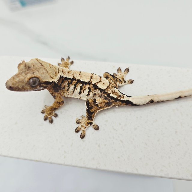 노멀 트라이 텐저린